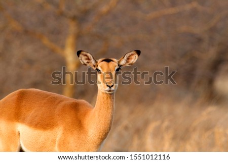 Impala (aepyceros melampus melampus), Kruger National Park, South Africa.