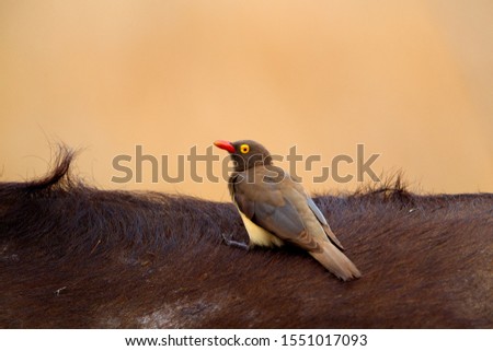 Redbilled Hornbill (Yockus erythrorhynchus),  on the Buffalo's back (Syncerus caffer), Kruger National Park, South Africa.