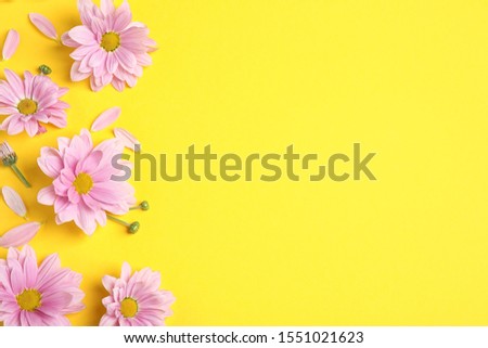 Beautiful pink chamomile flowers on yellow background, flat lay. Space for text