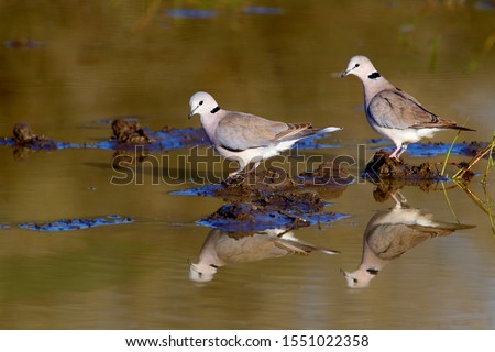Cape Turtle-Doves (Streptopelia capicola), in the waterhole, Kruger National Park, South Africa.