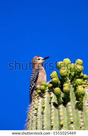Gila Woodpecker (Melanerpes uropygialis). Makes holes in Saguaro cactus for their nests which are then used by other birds, Sonora Desert, Saguaro National Park, Tucson, USA.