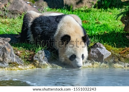 Giant panda drinking water, standing on the grass
