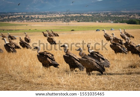 Griffon Vulture (Gyps fulvus) - image