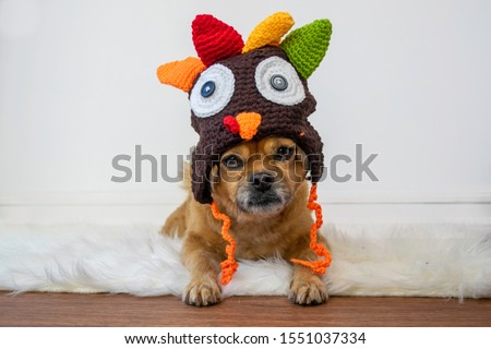 Cute dog in turkey Thanksgiving hat