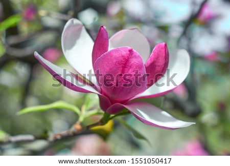 Magnolia flower bloom on background of blurry Magnolia flowers on Magnolia tree.
