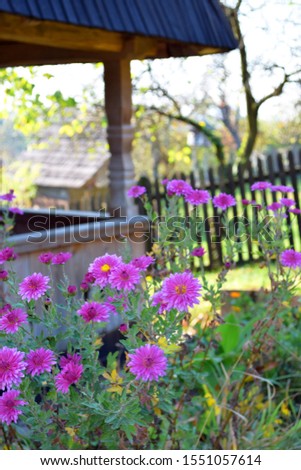 Purple flowers, Old wooden house background, Garden in village, Country design