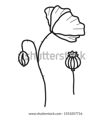 Hand drawn isolated poppy flower and poppy seed outline icons. Flower line icons. Botanical illustration.