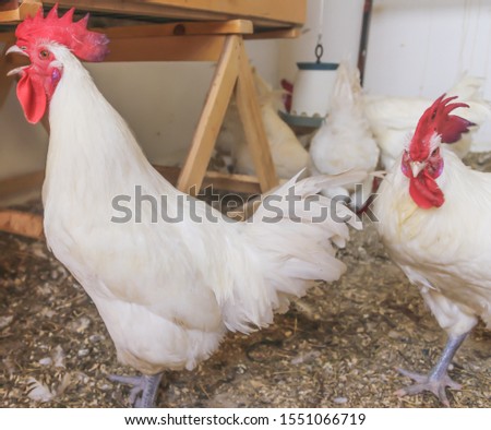 Bresse Gauloise Chicken, Rooster, in Janja Bosnia