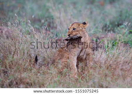 Lion cub on a rainy morning in a Game Reserve in Kwa Zulu Natal in South Africa