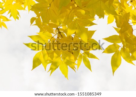 Yellow autumn leaves on a tree branch against the blue sky. Place for text