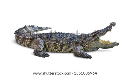 Large Crocodile open mouth isolated on white background. Clipping path. Royalty-Free Stock Photo #1551085964