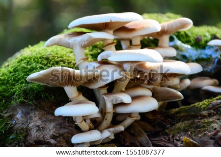 Beautiful closeup of a group of mushrooms growing on tee trunk with green moss and light green bokeh forest background. Gorgeous white Mushroom macro, Mushrooms photo, forest photo, forest background