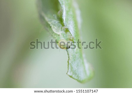 green caterpillar grub on green plant eating leafes