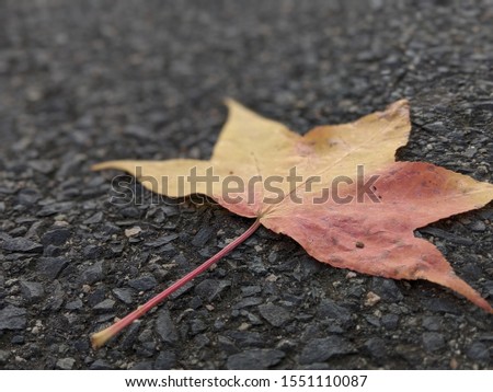 red and yellow sweet gum tree leaf in the autumn