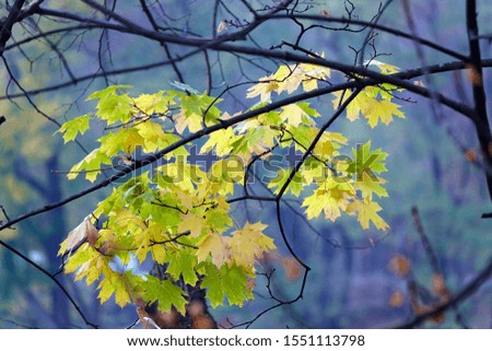 Background of yellow, green and red autumn leaves