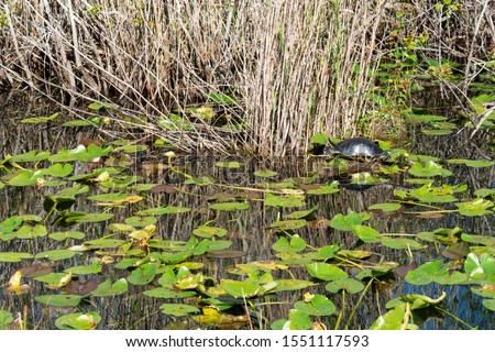 Turtle in Everglades in Miami, USA