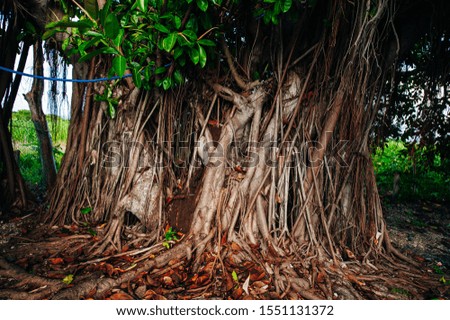Large tropical rainforest tree trunk walking track 