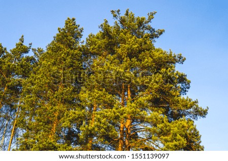 Forest of green pines in the sun against the blue sky.