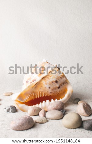 Seashell with stones on a white background