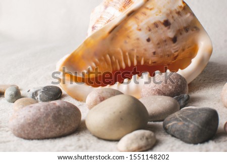 Seashell with stones on a white background