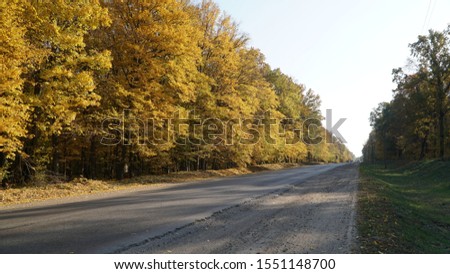 Autumn road. The road goes into the distance, along the edge of the road there are many orange trees. Beautiful bright autumn picture.