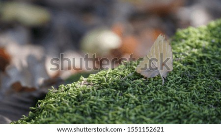 Autumn in the forest. On the moss lies an orange leaf. Bright colorful picture. Background for text. Autumn sketch.