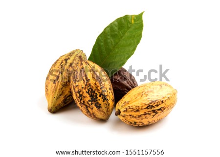 Cacao or Chocolate Tree ,fruits and green leaves on a white background. Royalty-Free Stock Photo #1551157556