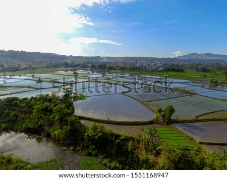 Young rice are growing in the paddy field. Aerial rice field in the morning Ubud Bali