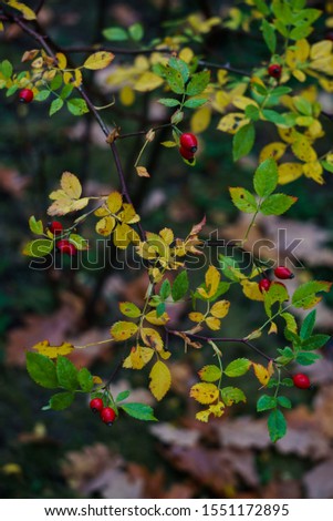 Ripe red rose hips on the branches.