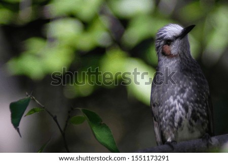 wild bird bulbul on branch