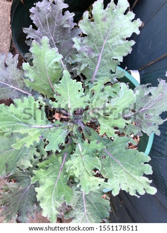 Photo of a kale or borecole, a green leafy green flowering plant  in an urban home green garden viewed from the top.