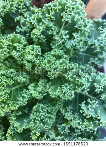 Photo of a curly kale or borecole , a green leafy green flowering plant  in an urban home green garden viewed from the top.