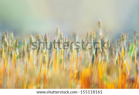 Springtime moss