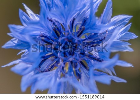 Macro photography of blue flower