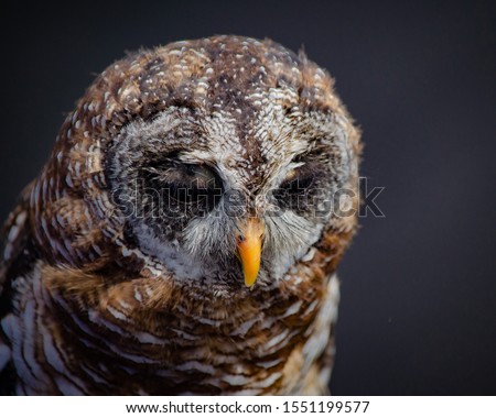 Sleepy barred owl (strix varia) isolated on a black background