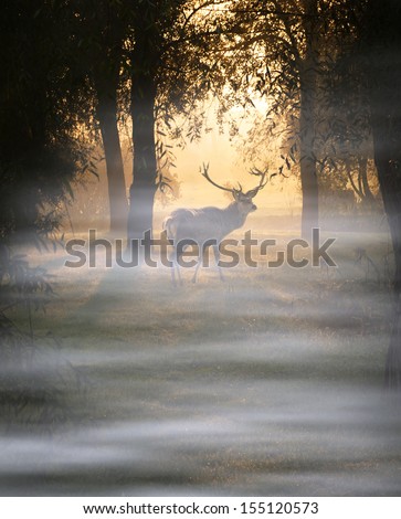 Deer in autumn forest at a cold foggy morning