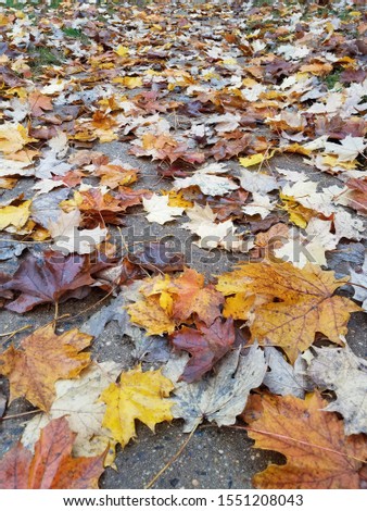 Closeup autumn leaves falling background