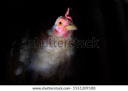 Domestic chickens in the dark with little lighting.