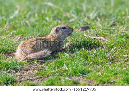 Souslik (Spermophilus citellus) European ground squirrel in the natural environment
