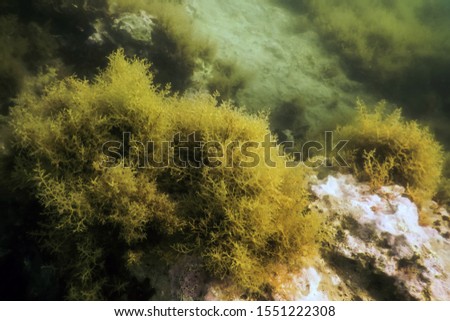 Sea Life Underwater Rocks Sunlight, Underwater Life