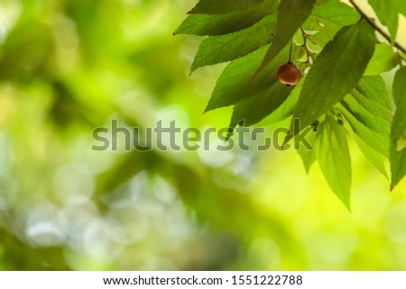 Prunus cerasus leaves, with red fruit and blurred green background, good for beautifull nature wallpaper background