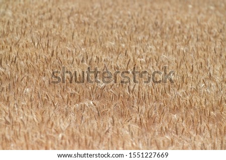 Wheat crops in Kalbarri Western Australia. No people. Copy space