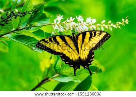 Eastern Tiger Swallowtail butterfly proboscis in flower