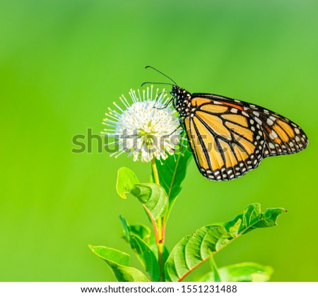 Monarch butterfly on a common Buttonbush plant