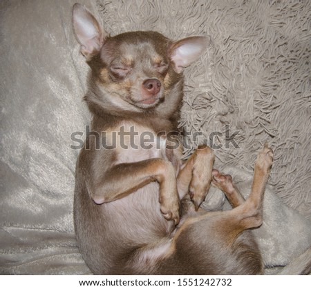 funny dog sleeps funny on his back, close-up. Chihuahua