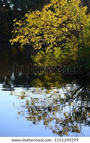 Closeup tree reflection on the lake