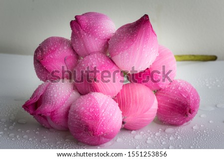 Water droplets on pink lotus flowers.