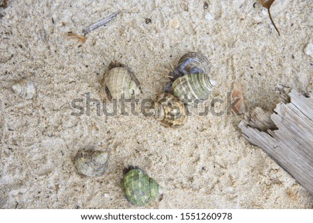 The hermit crabs and sand