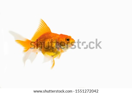 Oranda goldfish swimming in the white background
