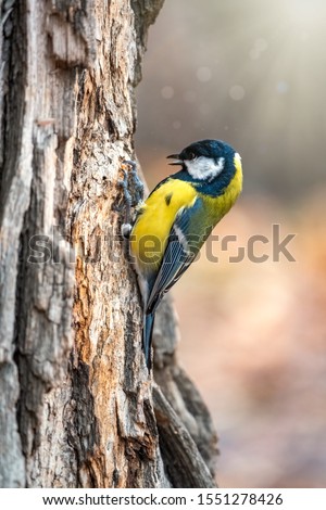 A tit is looking for food on a tree trunk. Great tit, Parus major, on tree trunk in search of food in autumn or winter.